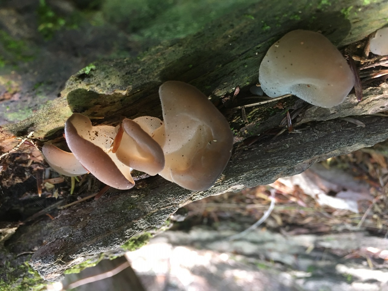 Observation mo-300942, Pseudohydnum gelatinosum