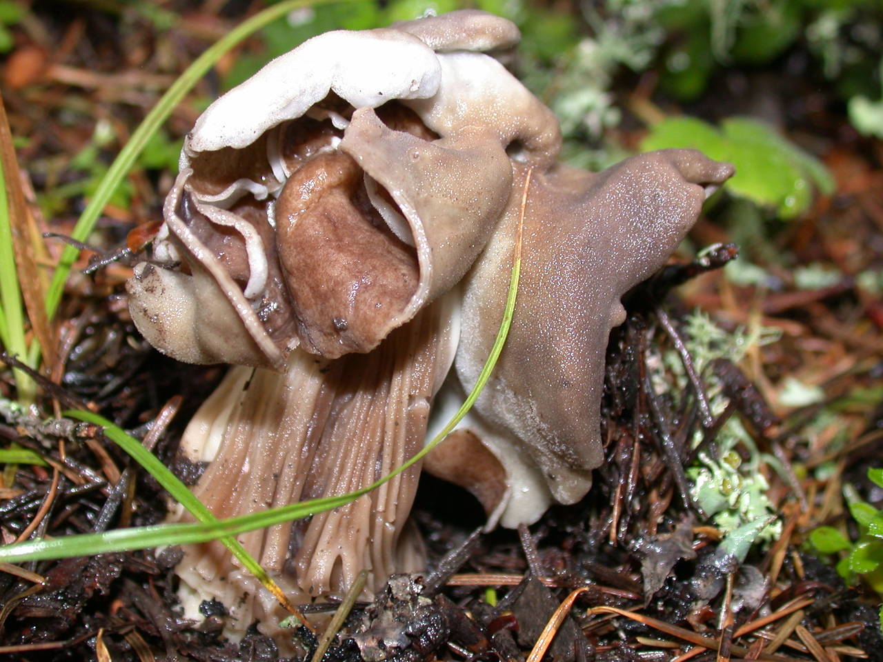 Observation mo-3021, Helvella maculata