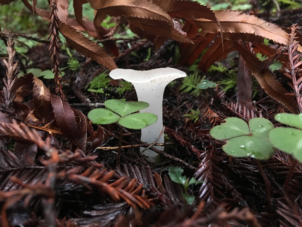 Observation mo-304197, Pseudohydnum gelatinosum