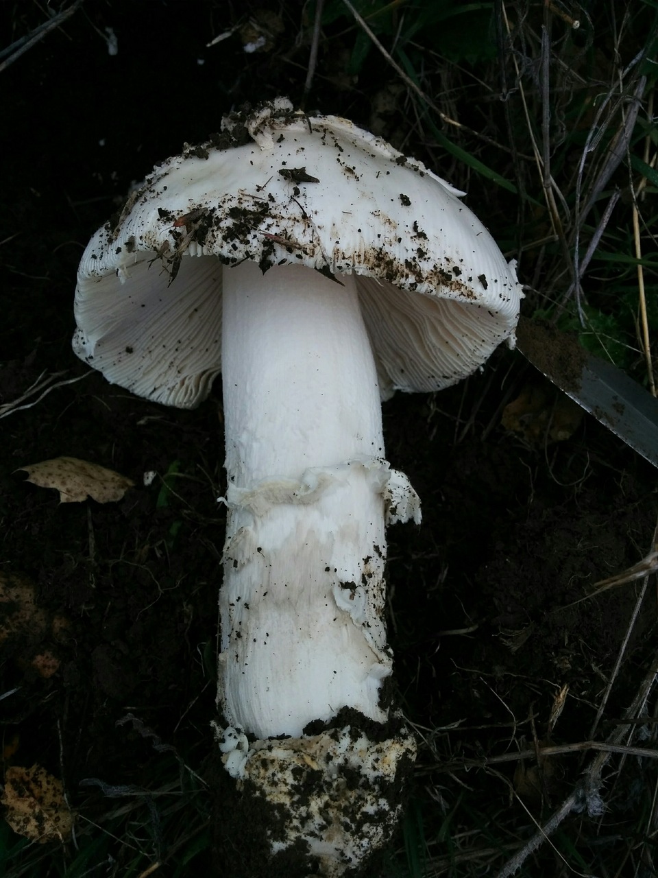 Observation mo-305462, Amanita sp. 'C25'