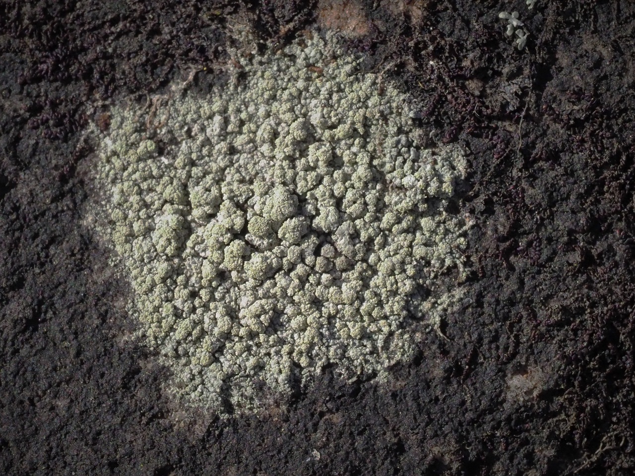 Observation mo-305537, Lecidella meiococca