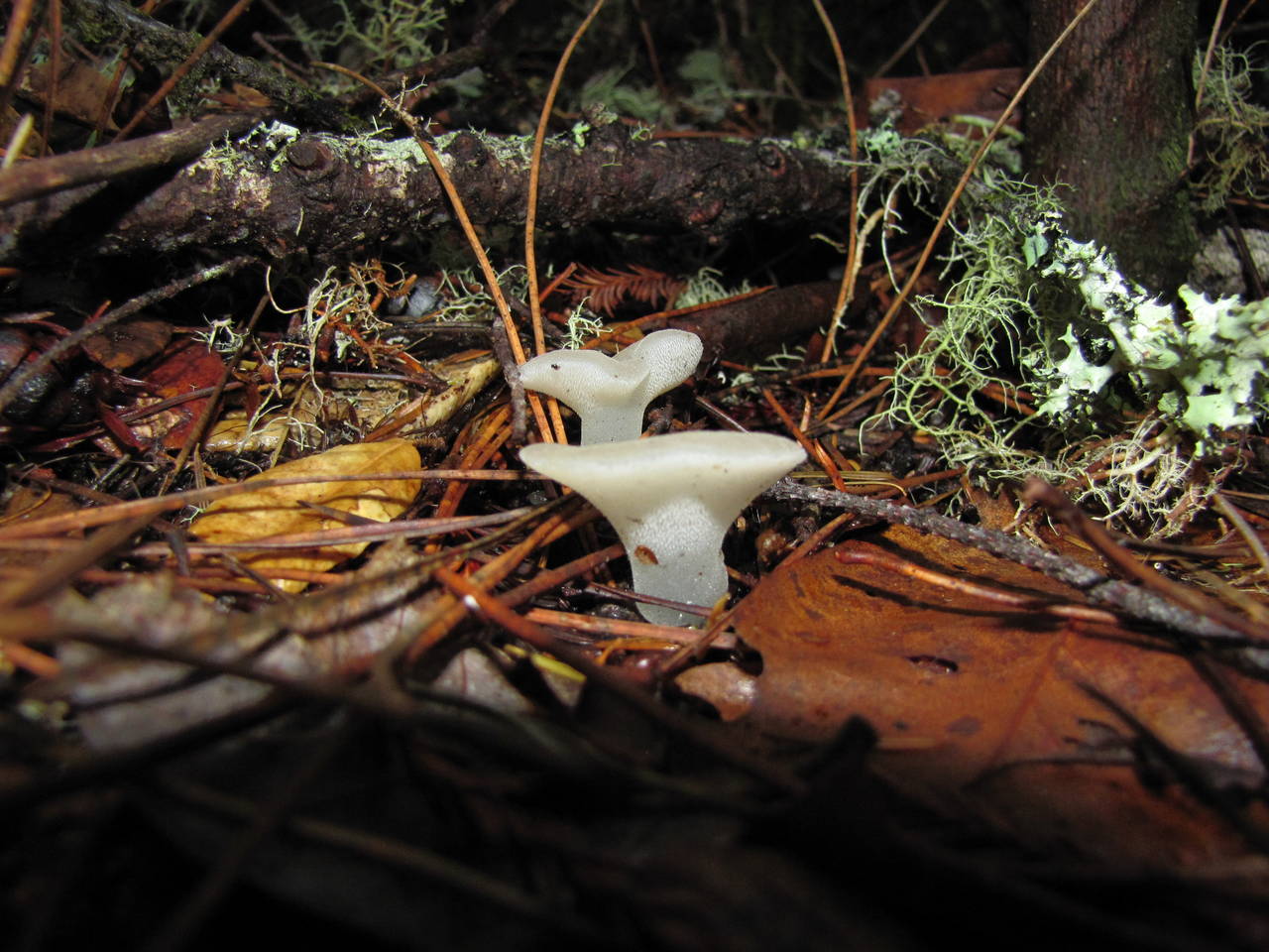 Observation mo-30619, Pseudohydnum gelatinosum