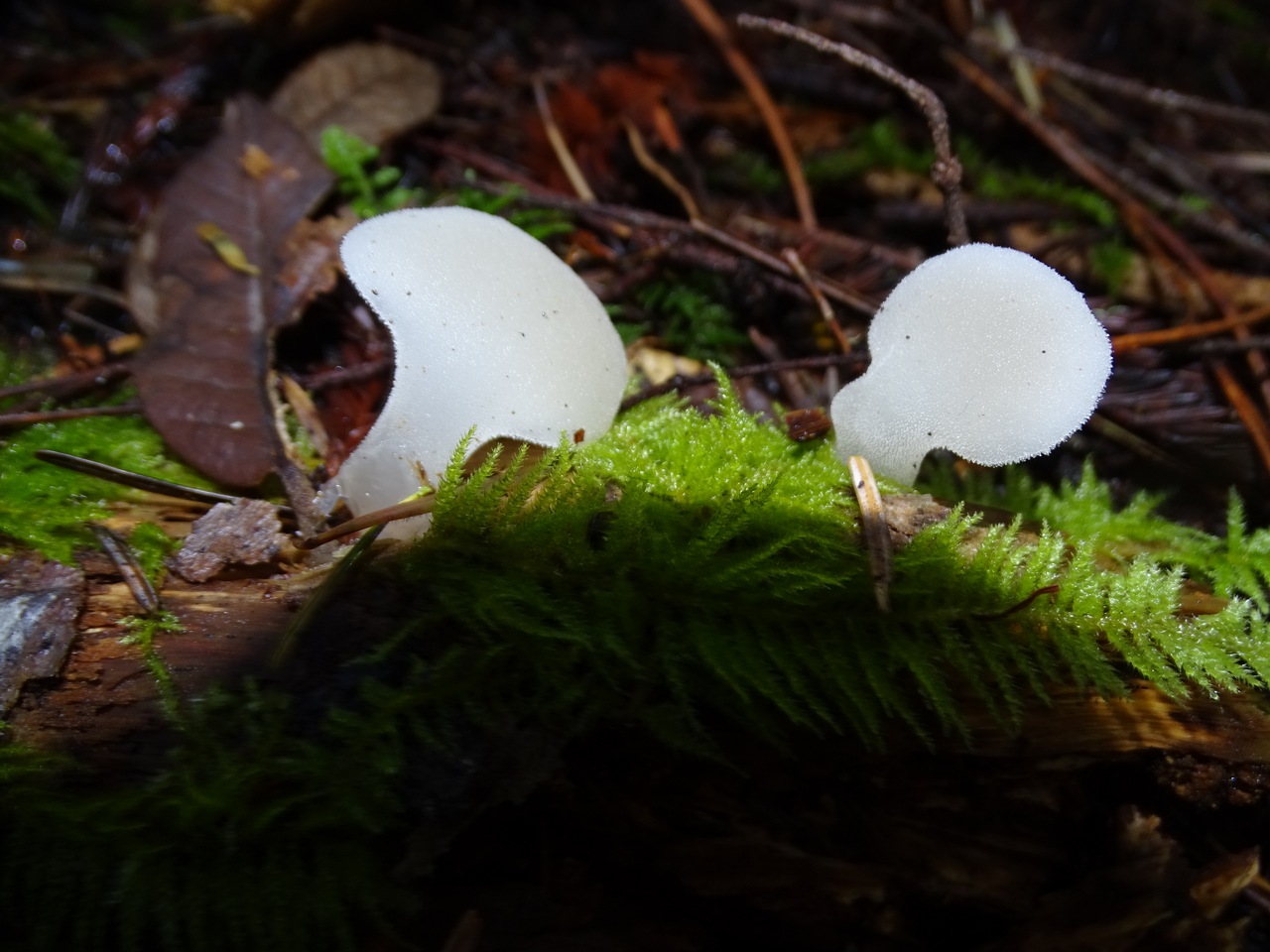 Observation mo-306196, Pseudohydnum gelatinosum