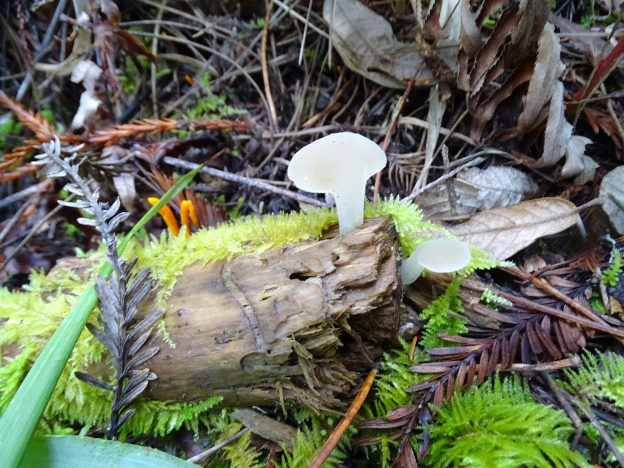 Observation mo-306199, Pseudohydnum gelatinosum