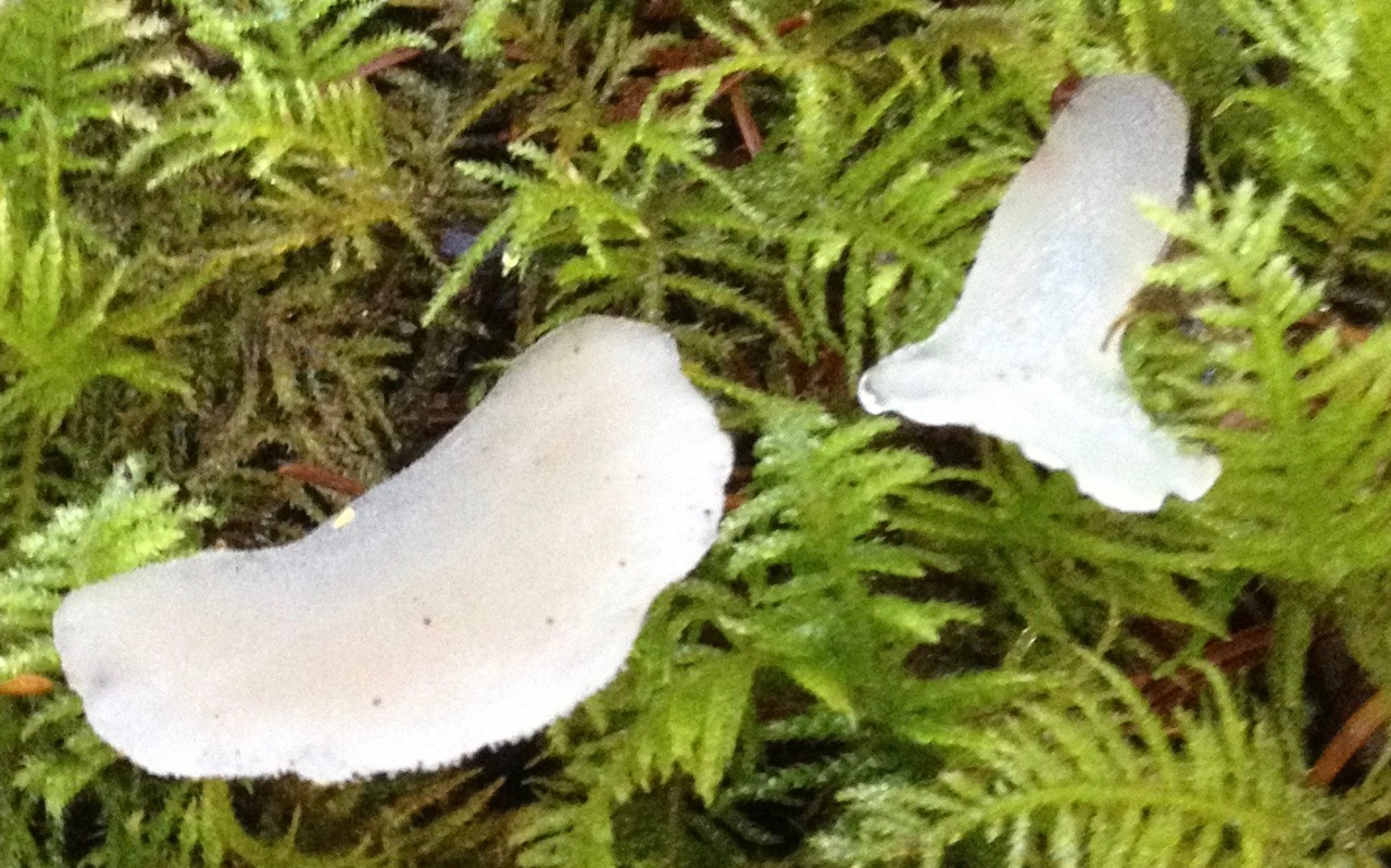 Observation mo-306238, Pseudohydnum gelatinosum