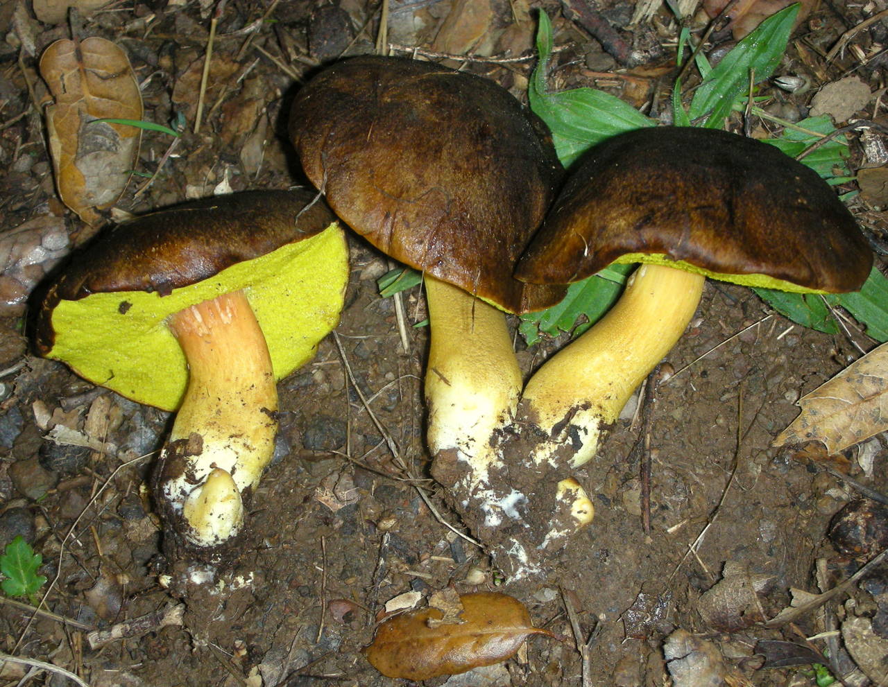 Observation mo-30750, Boletus citriniporus