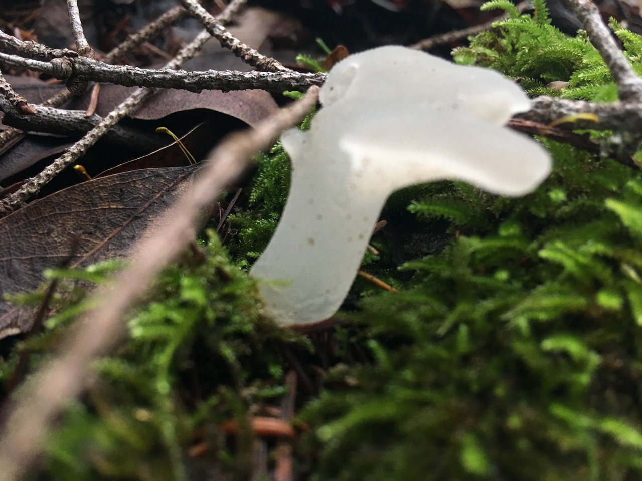 Observation mo-307919, Pseudohydnum gelatinosum