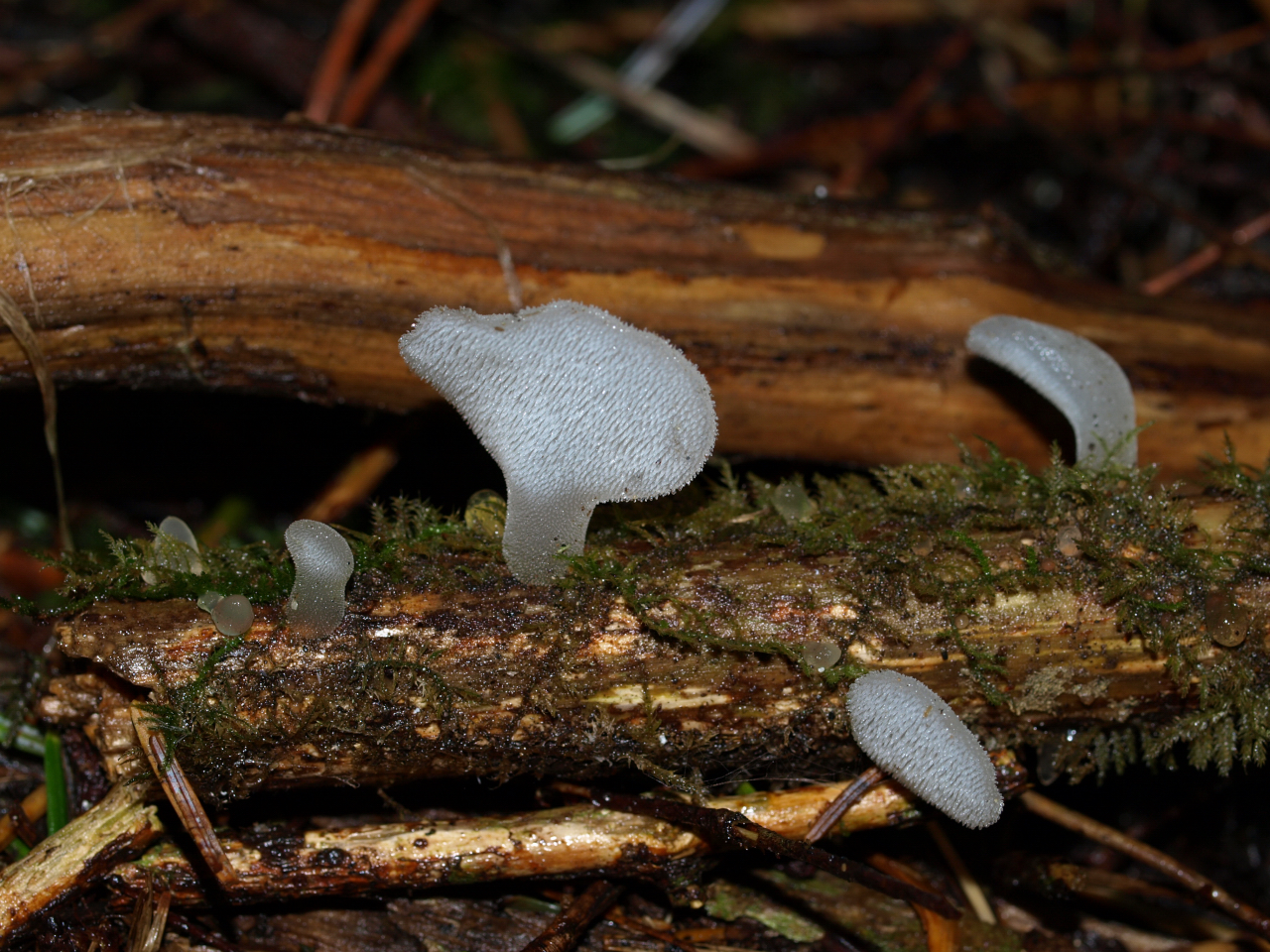 Observation mo-30801, Pseudohydnum gelatinosum