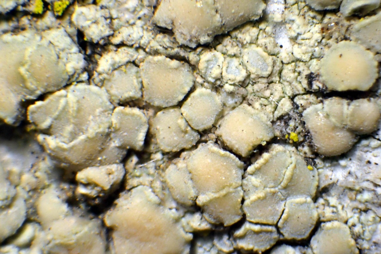 Observation mo-308230, Lecanora confusa