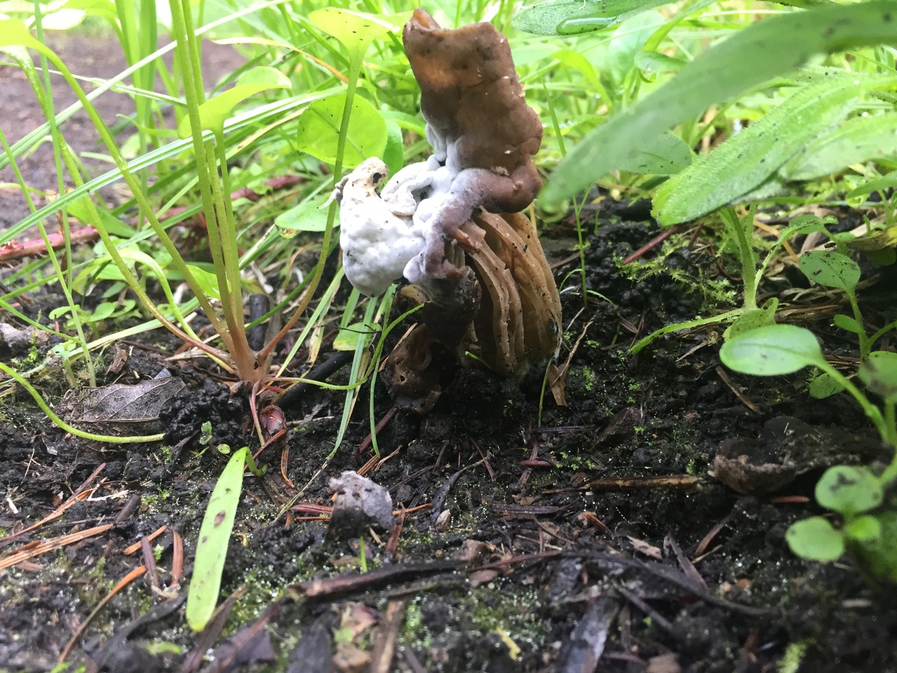 Observation mo-308838, Helvella maculata