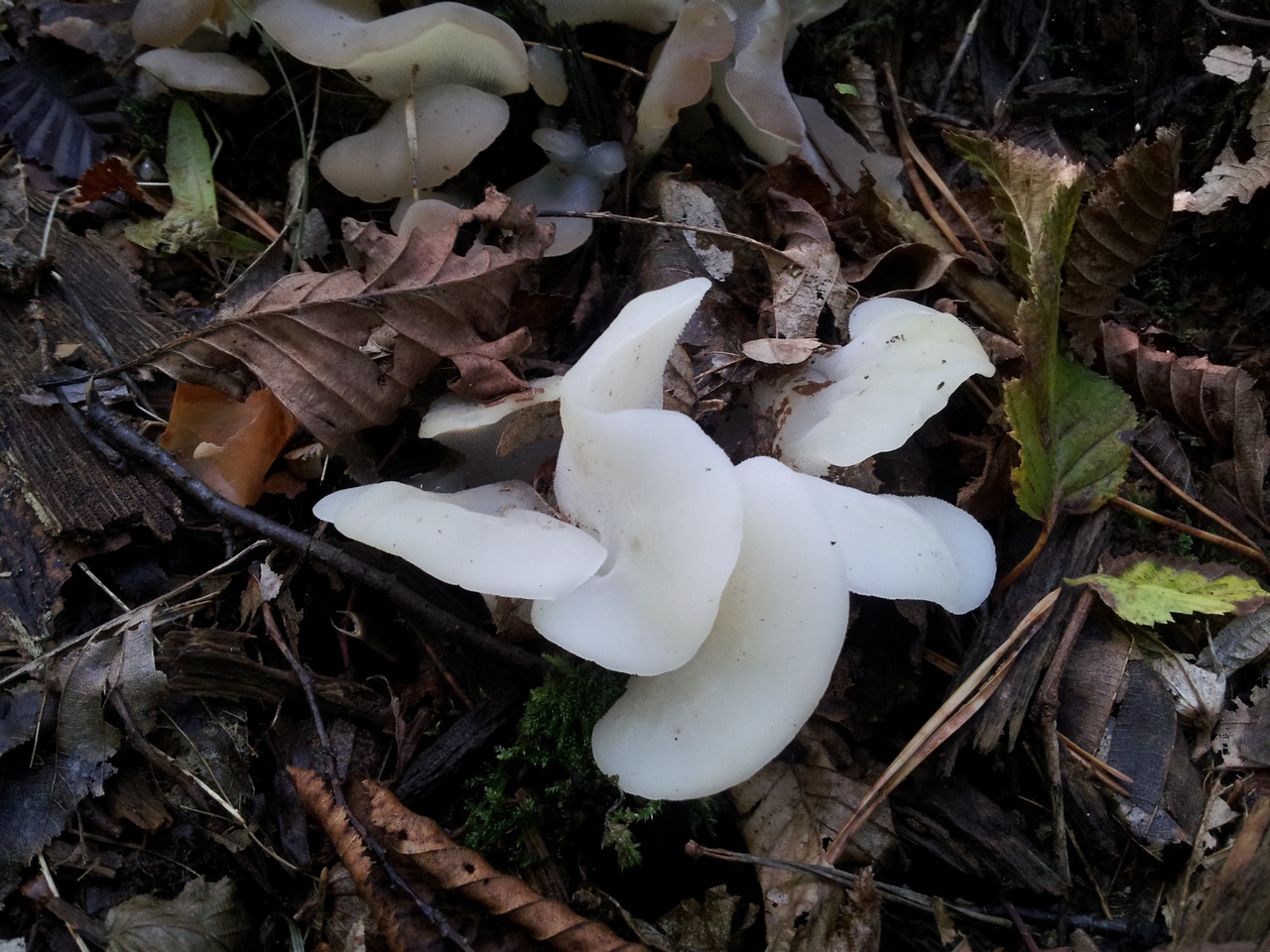 Observation mo-309675, Pseudohydnum gelatinosum