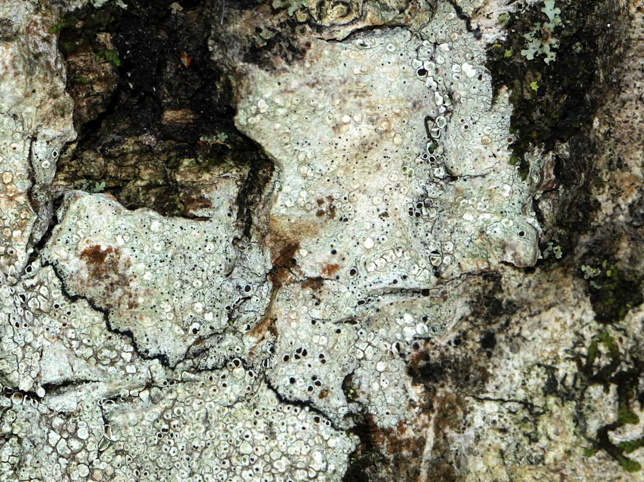 Observation mo-309958, Lecanora glabrata