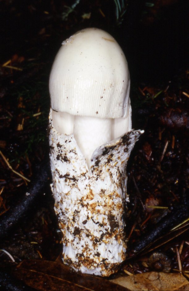 Observation mo-3101, Amanita alba