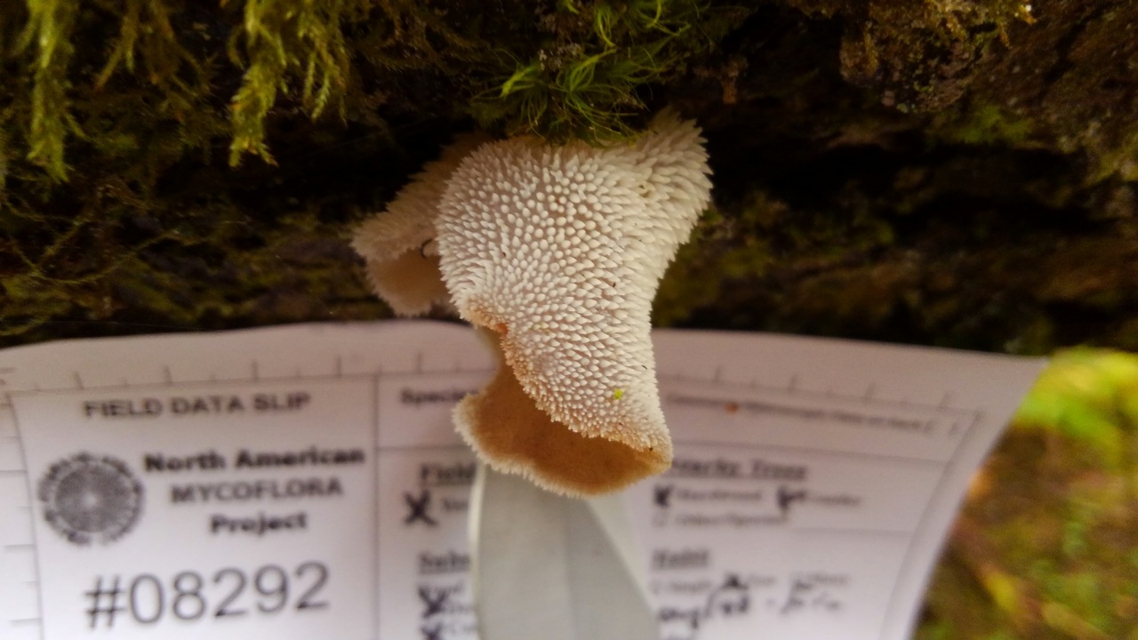 Observation mo-310540, Pseudohydnum gelatinosum