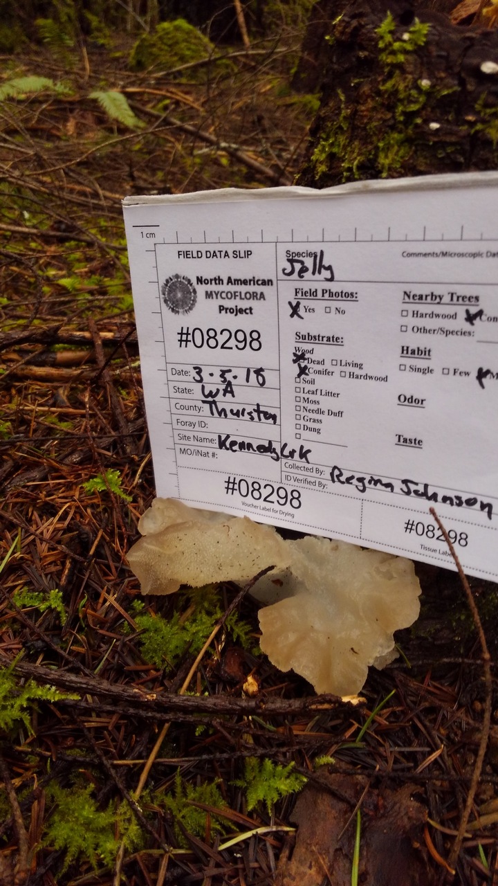 Observation mo-311003, Pseudohydnum gelatinosum