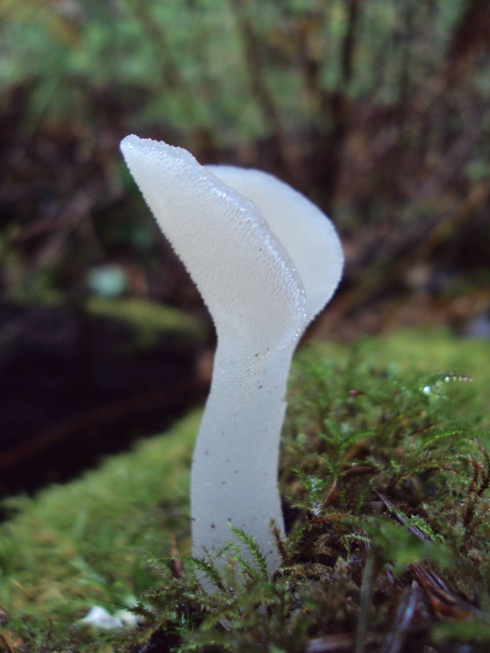 Observation mo-31223, Pseudohydnum gelatinosum