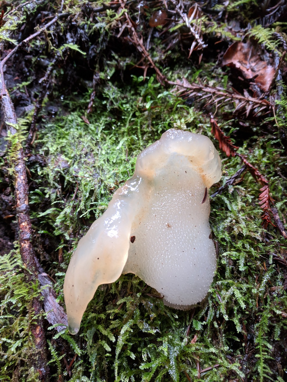 Observation mo-312563, Pseudohydnum gelatinosum