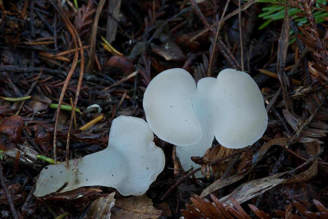 Observation mo-31289, Pseudohydnum gelatinosum