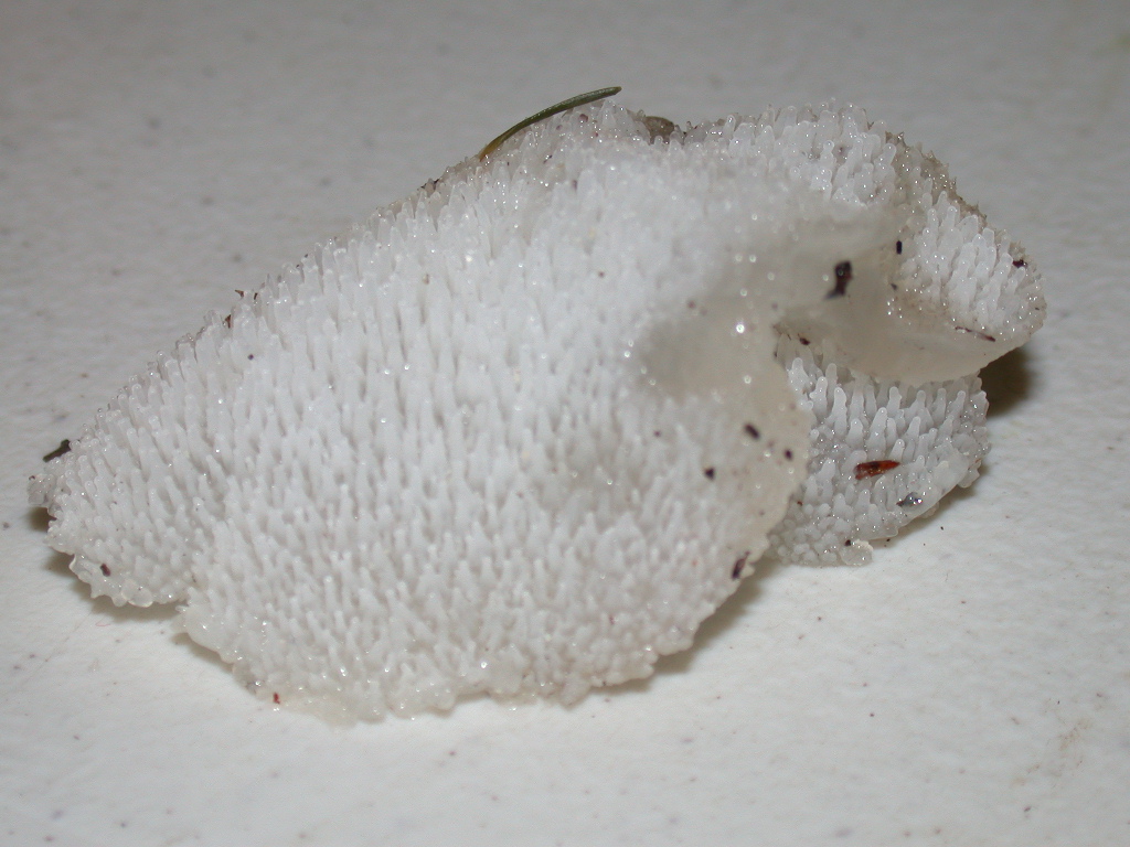 Observation mo-3138, Pseudohydnum gelatinosum