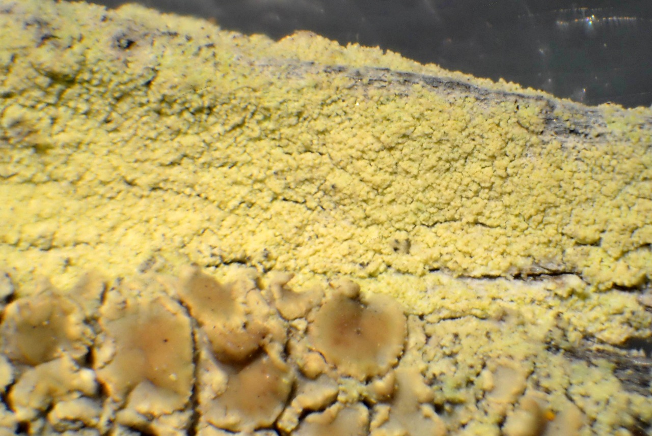 Observation mo-315355, Lecanora expallens