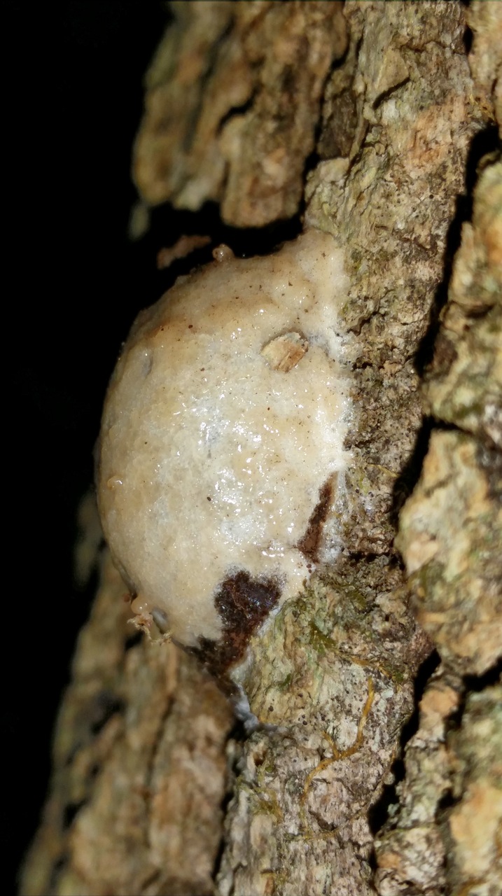 Observation mo-315932, Enteridium lycoperdon
