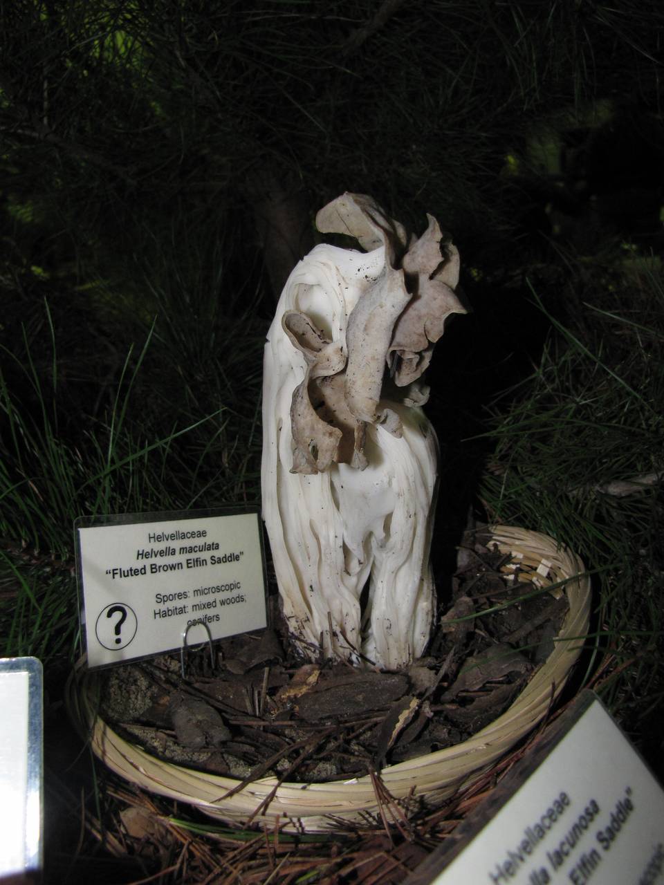 Observation mo-31595, Helvella maculata