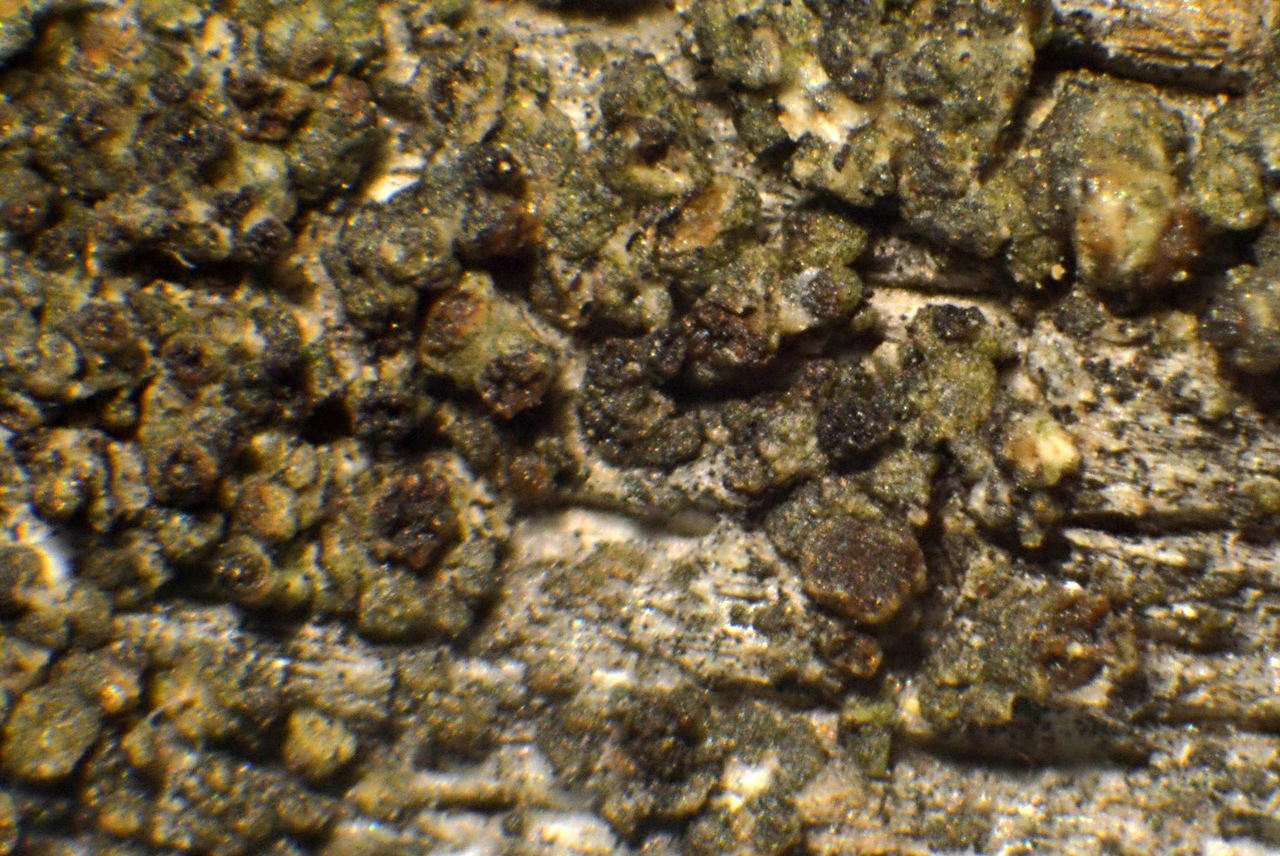 Observation mo-320056, Lecanora saligna