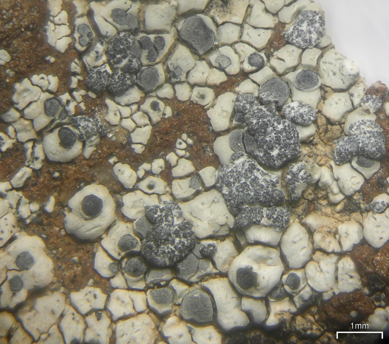 Observation mo-320920, Lecanora bicincta
