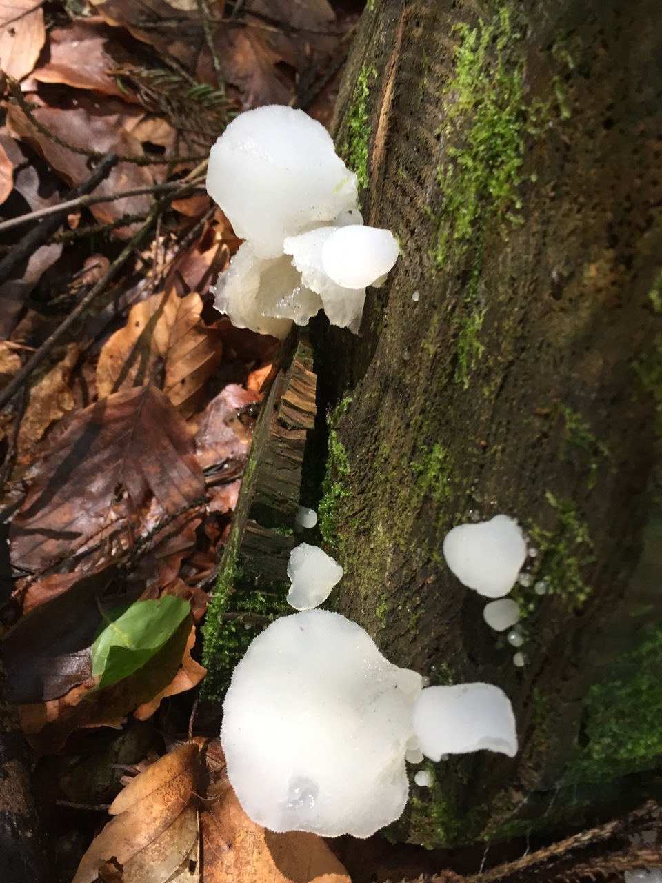 Observation mo-321692, Pseudohydnum gelatinosum