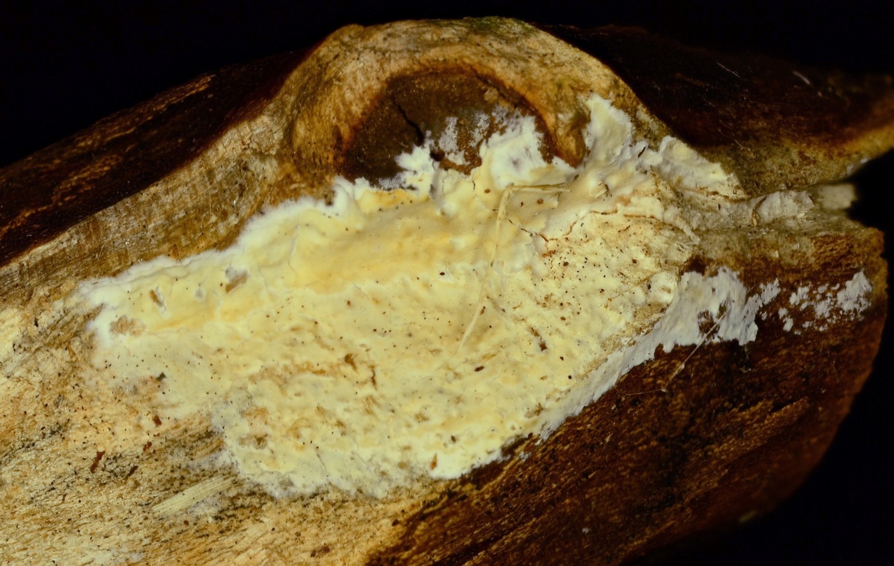 Observation mo-322456, Phanerochaete magnoliae