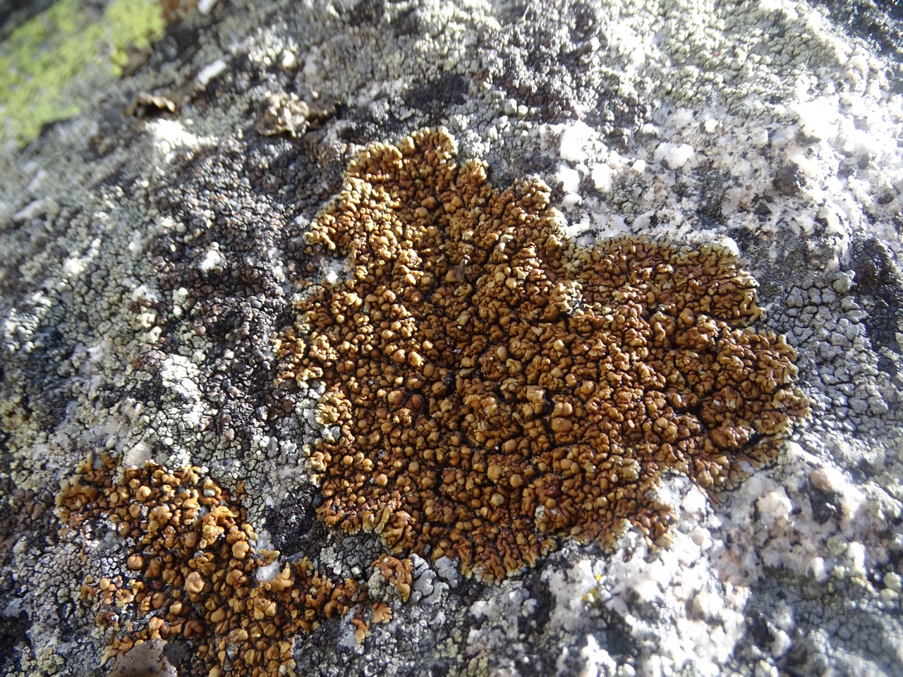 Observation mo-322495, Lecanora pseudomellea