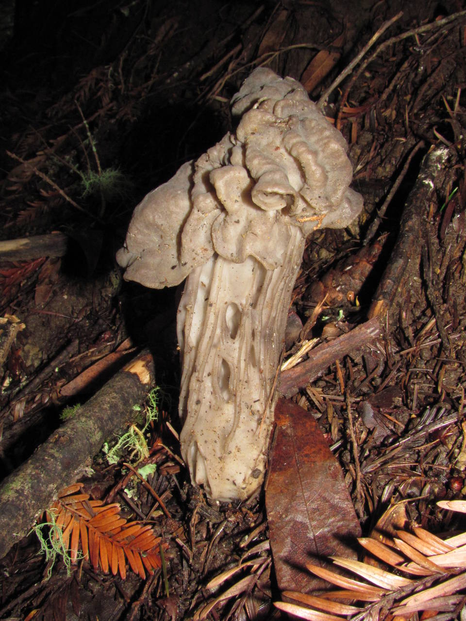 Observation mo-32250, Helvella maculata