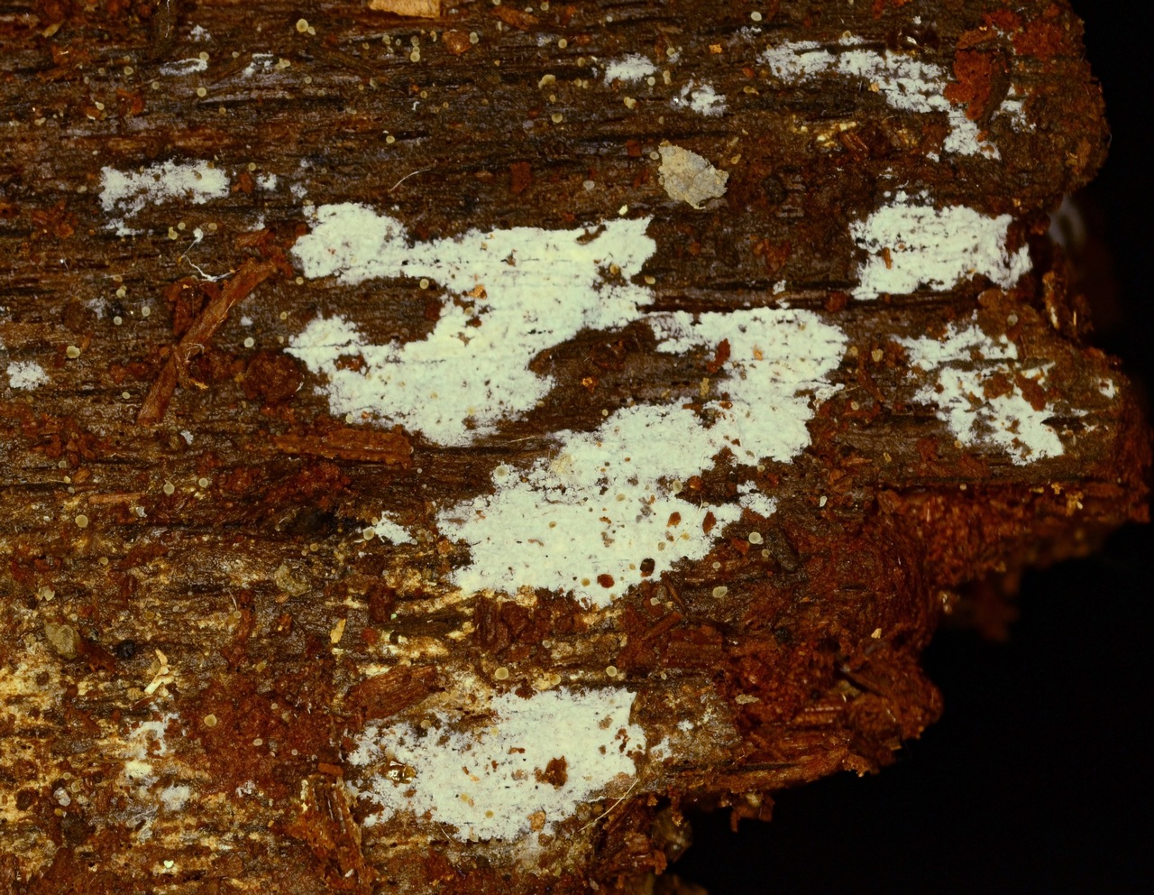 Observation mo-322868, Kurtia argillacea
