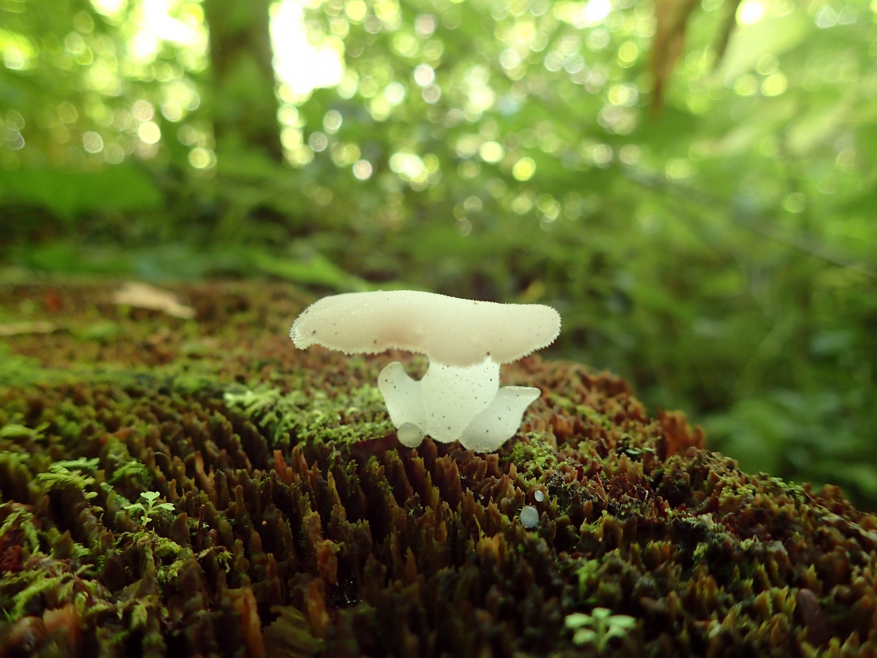 Observation mo-324888, Pseudohydnum gelatinosum