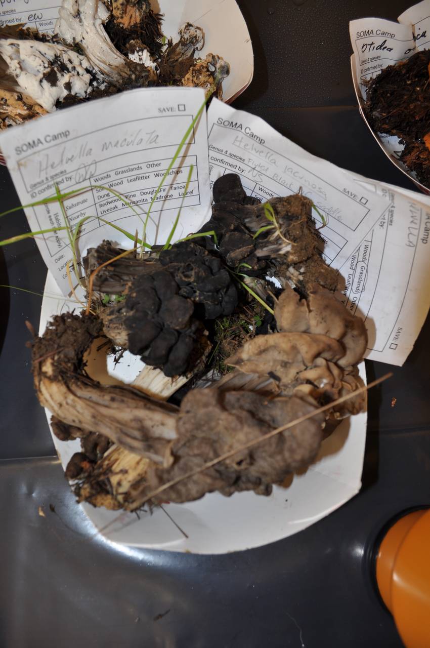 Observation mo-32554, Helvella maculata