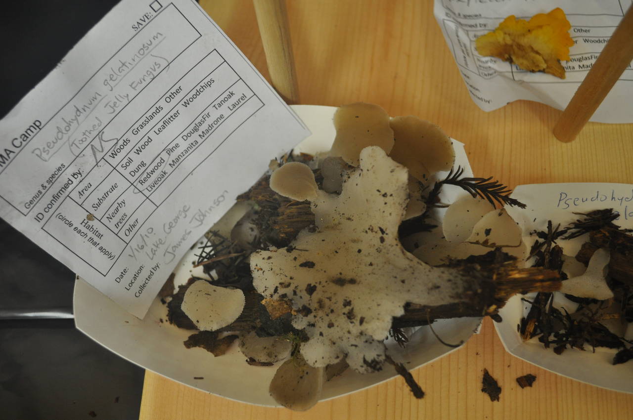 Observation mo-32625, Pseudohydnum gelatinosum