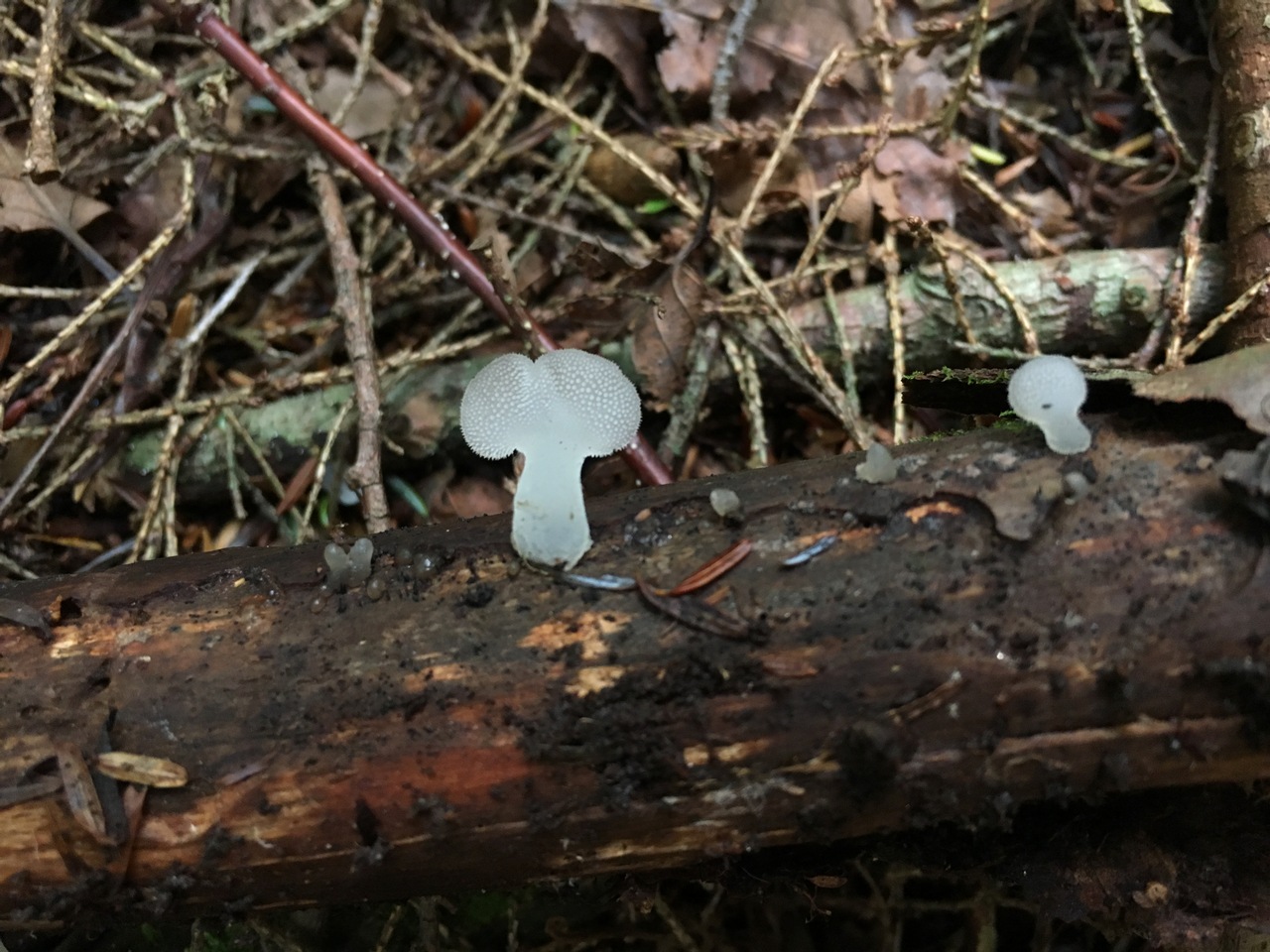 Observation mo-326421, Pseudohydnum gelatinosum