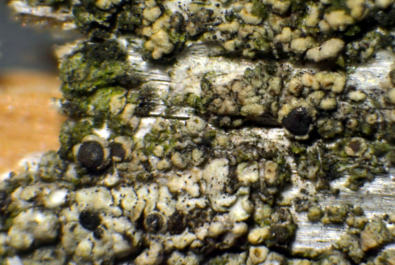 Observation mo-327143, Lecanora albellula