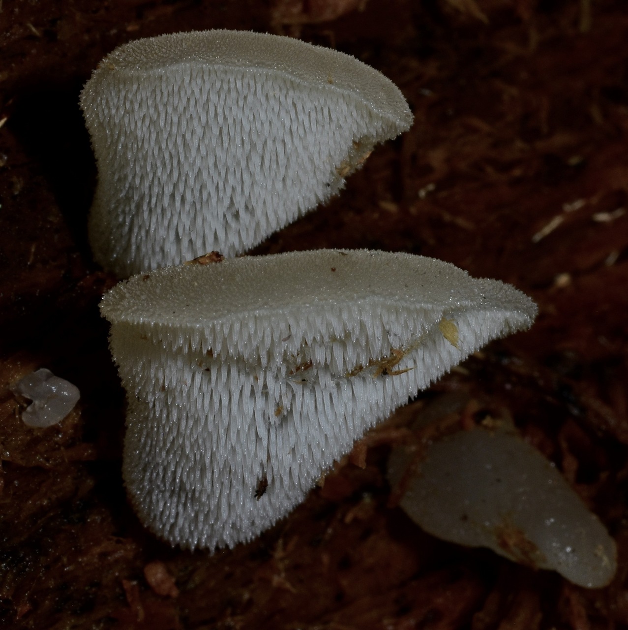 Observation mo-327920, Pseudohydnum gelatinosum