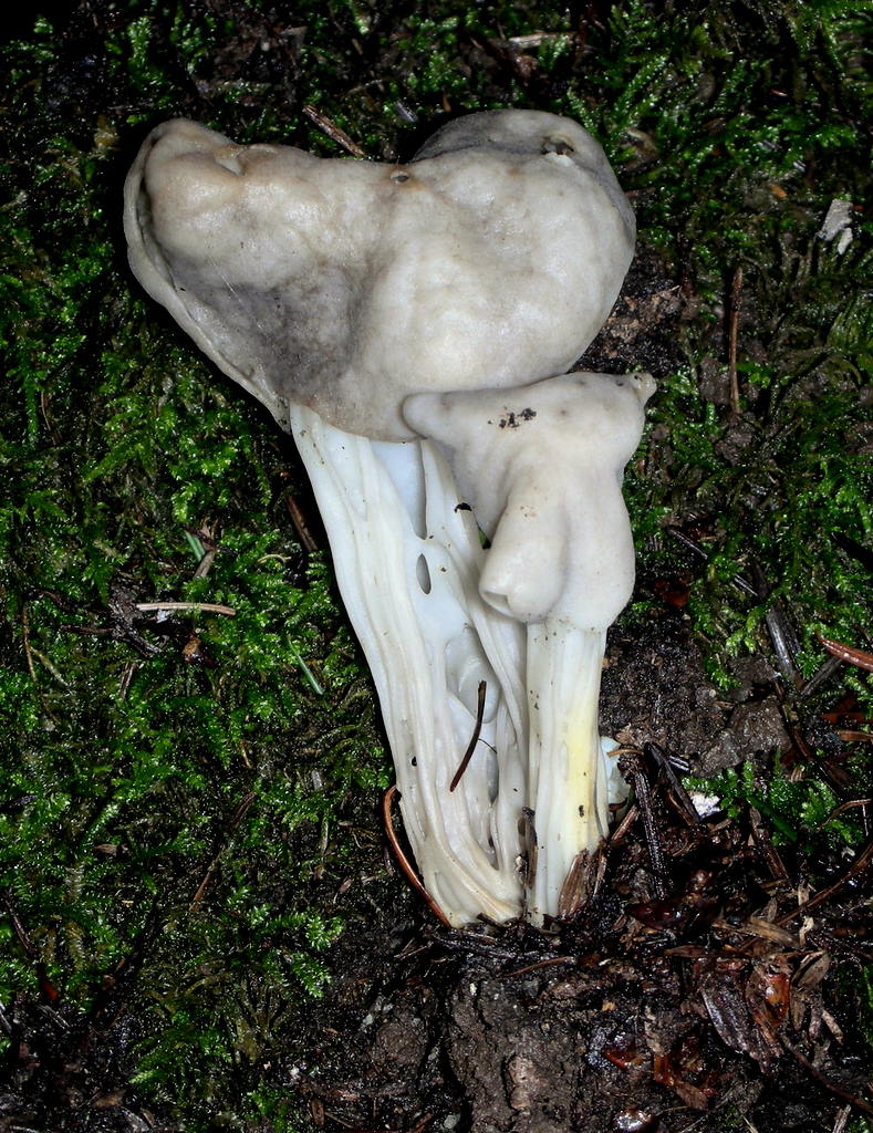 Observation mo-32860, Helvella maculata