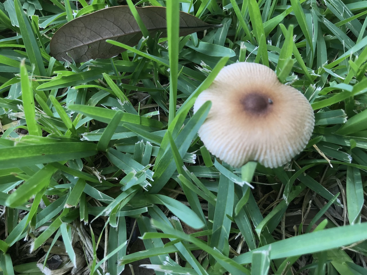 Observation mo-328772, Amanita sp. 'LA04'