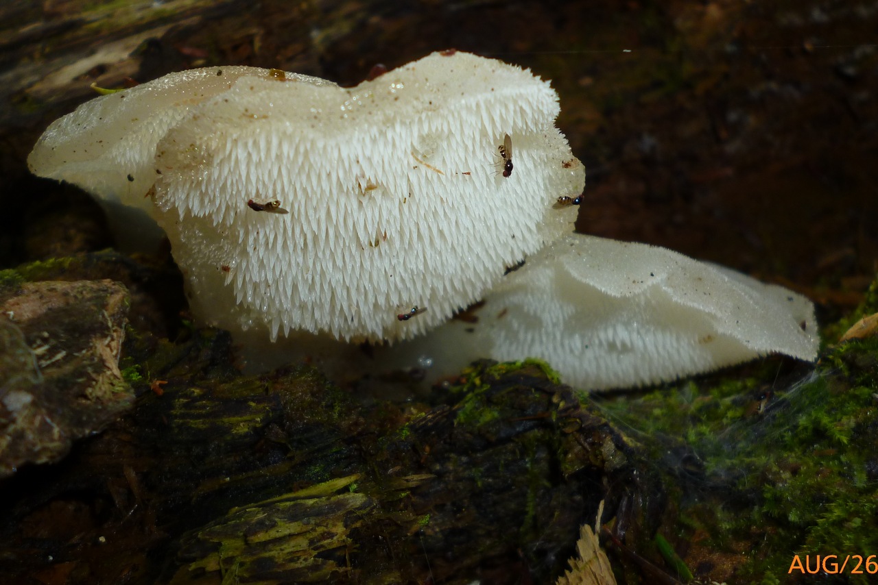 Observation mo-329854, Pseudohydnum gelatinosum