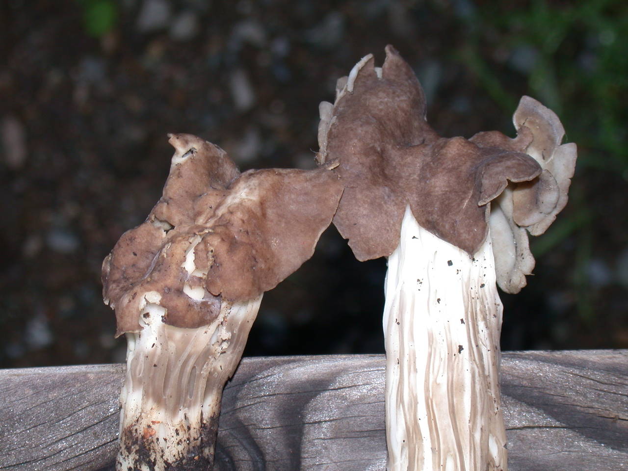 Observation mo-33004, Helvella maculata