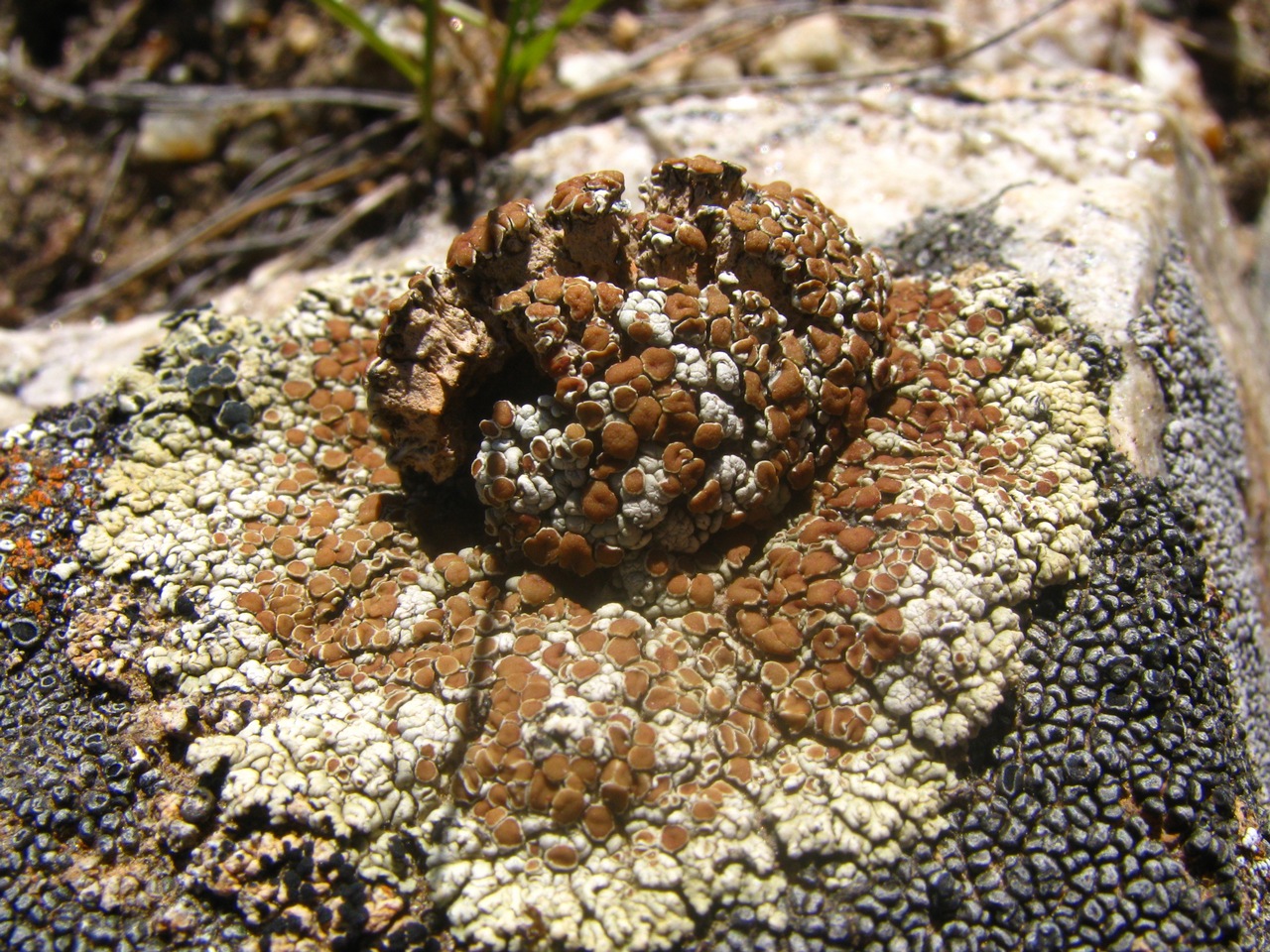 Observation mo-330138, Lecanora phaedrophthalma
