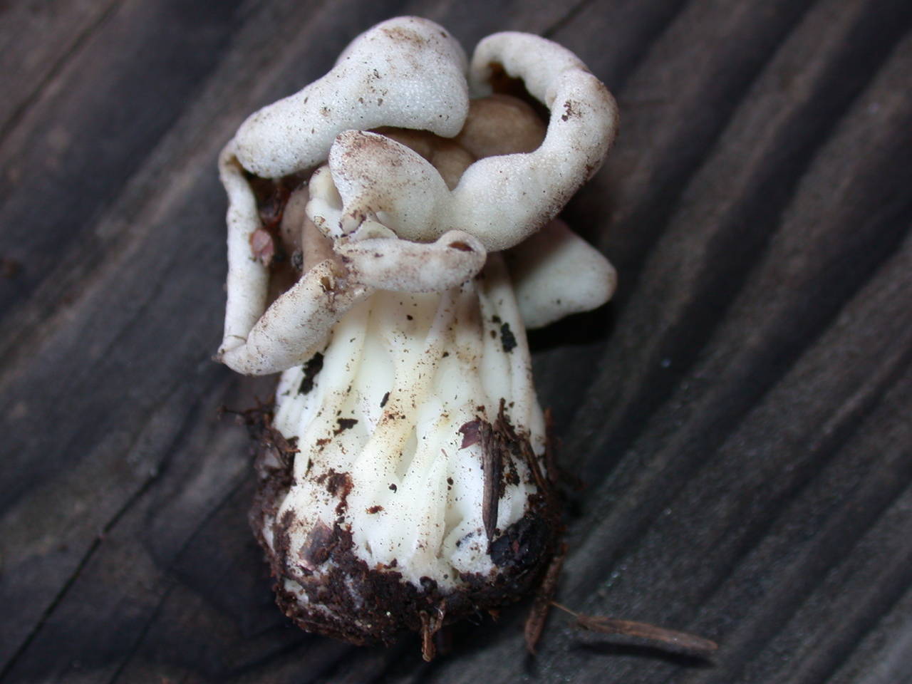 Observation mo-33066, Helvella maculata