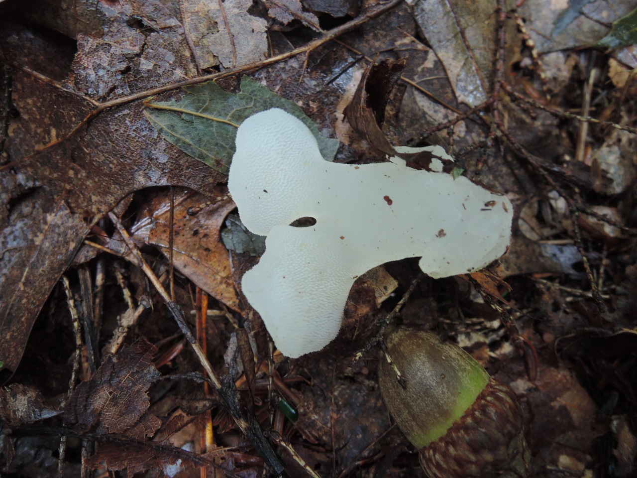 Observation mo-331214, Pseudohydnum gelatinosum