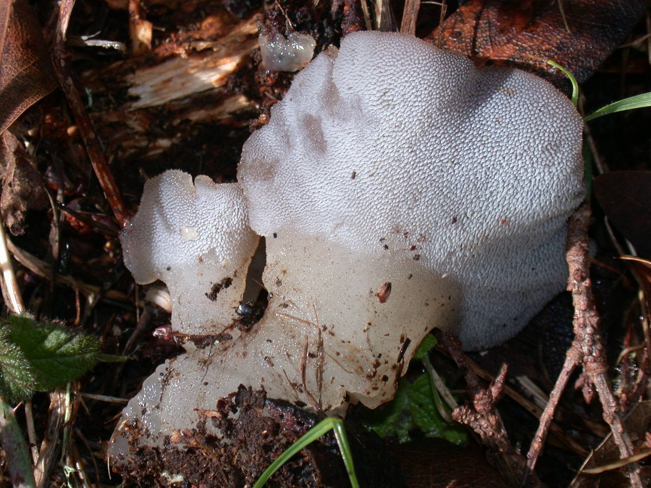 Observation mo-33166, Pseudohydnum gelatinosum