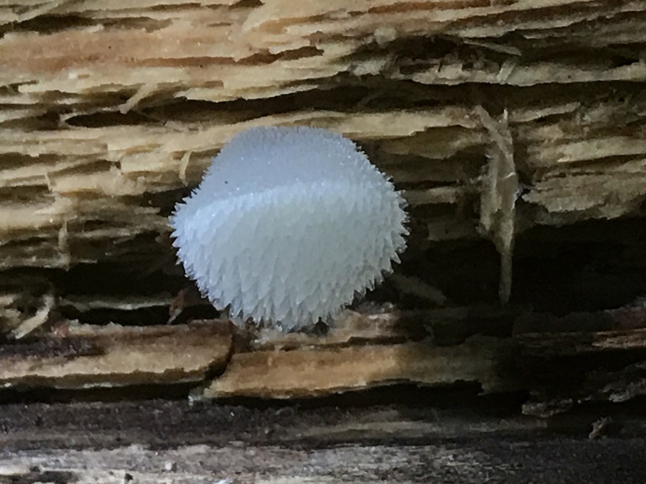 Observation mo-331743, Pseudohydnum gelatinosum