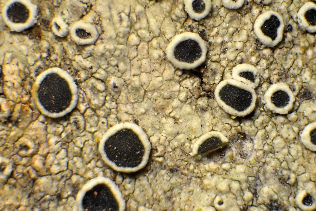 Observation mo-331796, Lecanora meridionalis