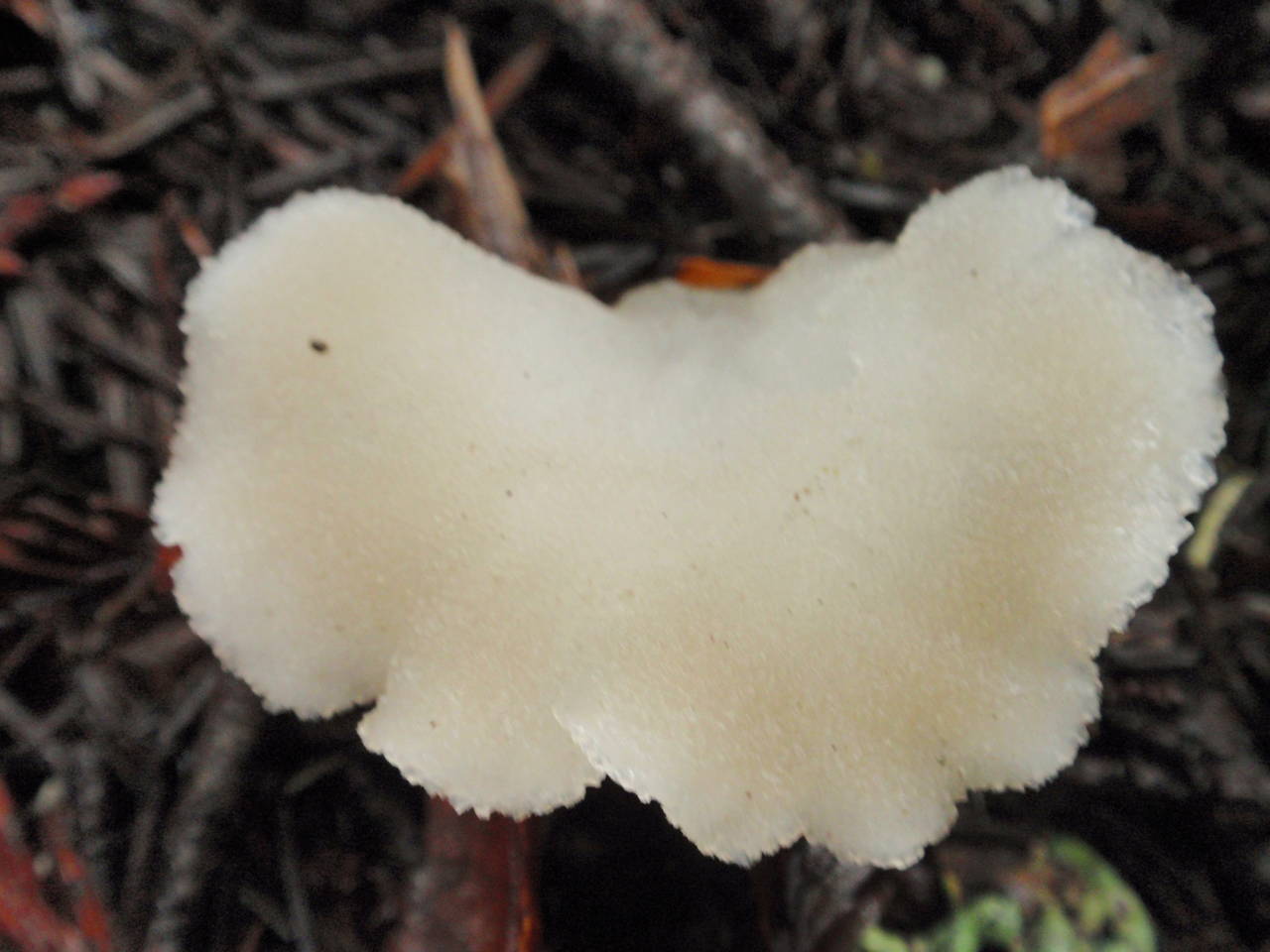 Observation mo-33228, Pseudohydnum gelatinosum